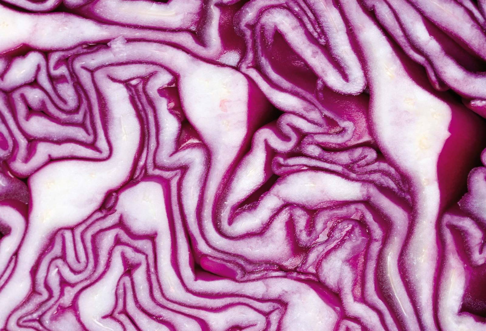 Red Cabbage